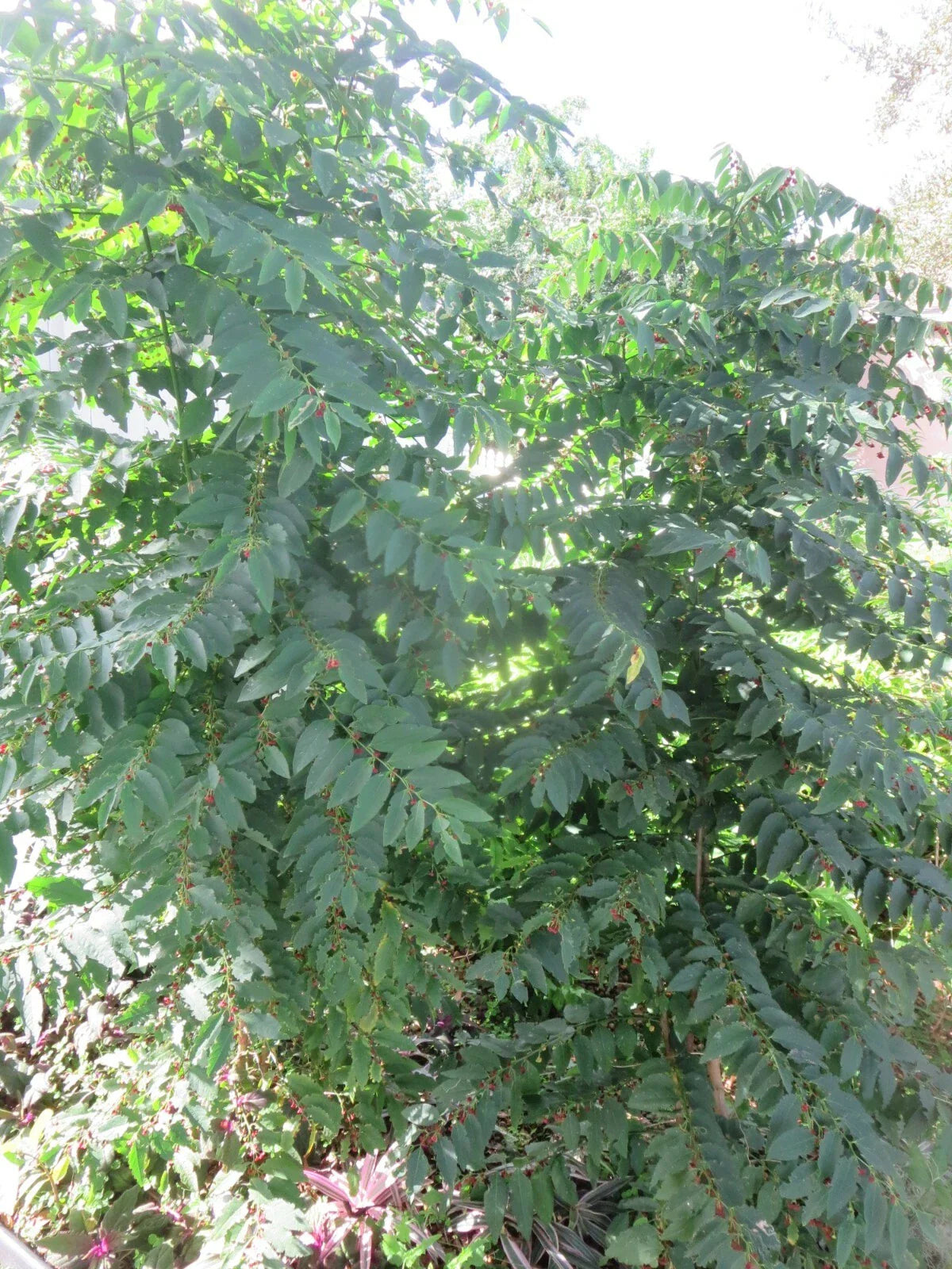 Katuk Star Gooseberry Cuttings - 5 Fresh Unrooted Stems - Sweet Leaf (Sauropus androgynus)