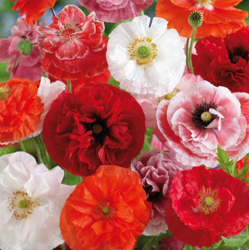 Poppy Seeds SHIRLEY MIXED Double Pink Red White Blooms Non-GMO 2000 Seeds (Papaver rhoeas)