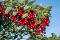 Chokecherry Seeds for Planting - 30 Seeds - Edible Fruit for Jam or Syrup - Prunus virginiana