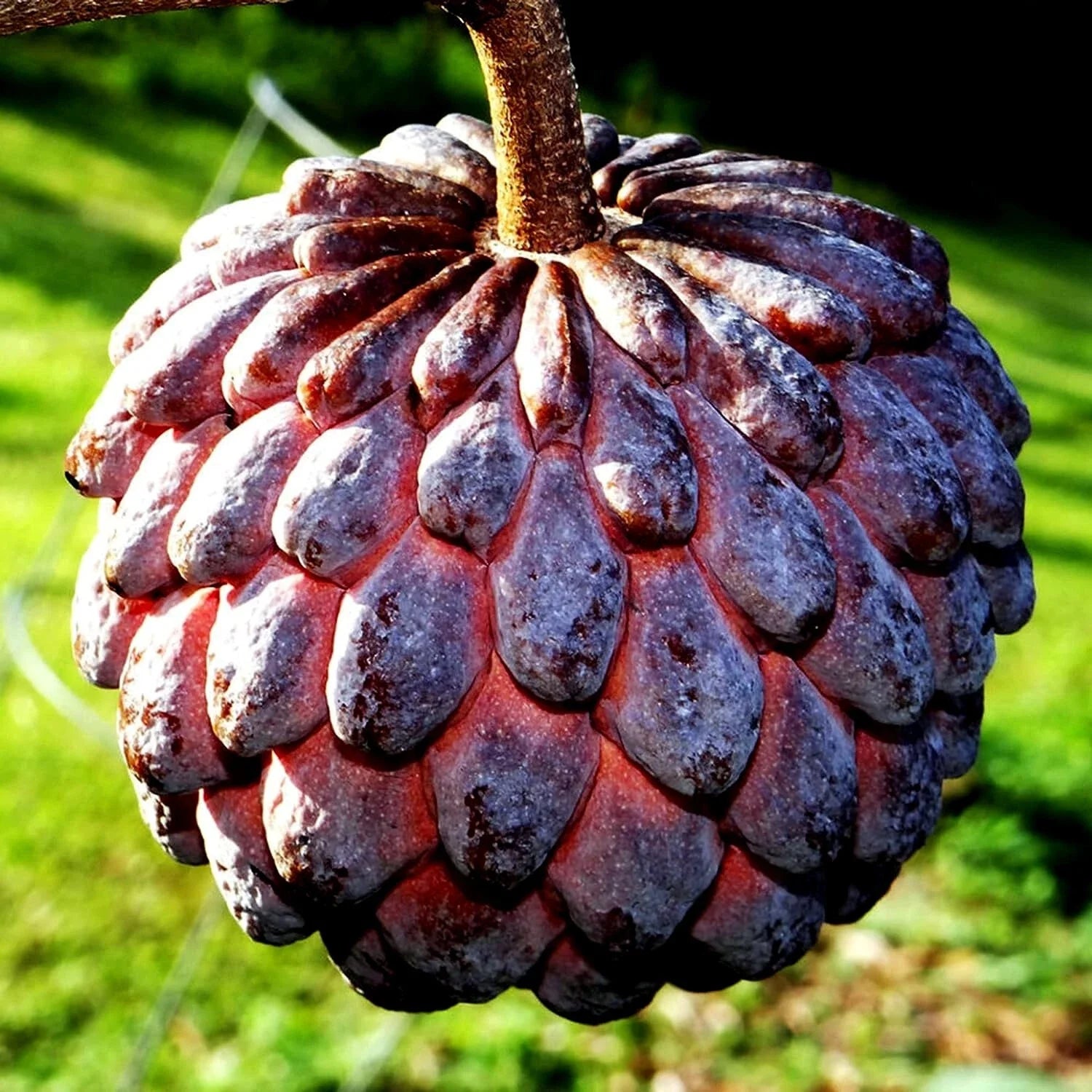 Thai Purple Sugar Apple Tree Seeds - 10 Pack - Annona squamosa - Rare Sweetsop Fruit Variety