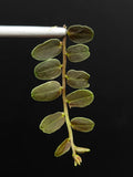 Marcgravia sp. Lime Condor Cutting | 10-Leaf Terrarium Plant | Unique Tropical Houseplant from Peru