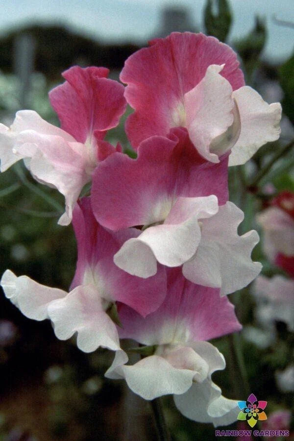 Route 66 Sweet Pea Seeds - 50+ Seeds for Garden Planting - Lathyrus odoratus - USA Made - Free Shipping