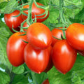 Roma Tomato Seeds | Italian Plum Amish Paste | San Marzano Variety | Heirloom Vegetable Seeds for 2024