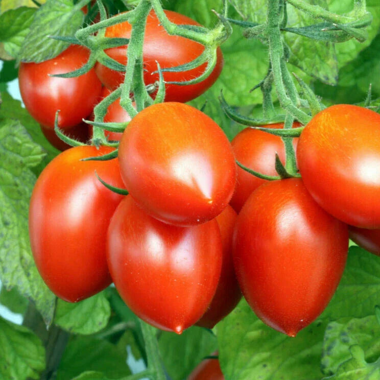 Roma Tomato Seeds | Italian Plum Amish Paste | San Marzano Variety | Heirloom Vegetable Seeds for 2024