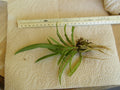 Spider Plant Bare Root Pup - Chlorophytum comosum - Green Indoor Houseplant for Easy Care and Air Purification