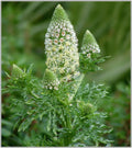 Mignonette Seeds - 285 Seeds, Sweet Reseda Odorata, White Flower - Buy 15, Ships Free