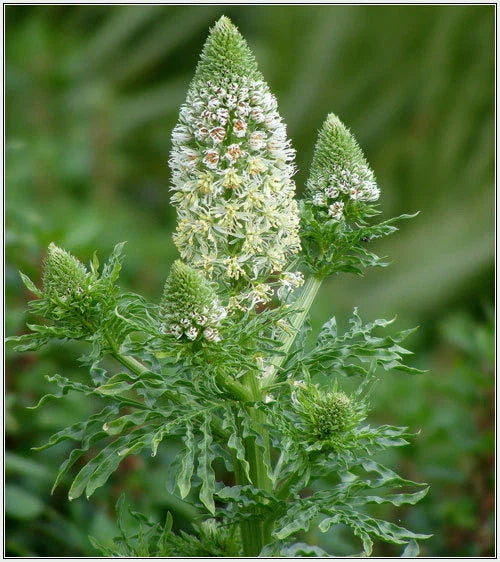 Mignonette Seeds - 285 Seeds, Sweet Reseda Odorata, White Flower - Buy 15, Ships Free