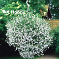 Lobelia Seeds 100 Pack White Lady Annual Flower Seeds Lobelia erinus
