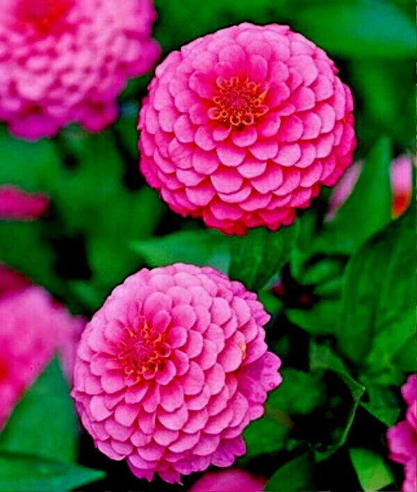 Pink Zinnia Flower Seeds - 100+ Summer Flowering Annual Cut Flowers - Zinnia elegans Luminosa