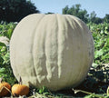 Show Winner White Giant Pumpkin Seeds | 10 Seeds | Easy to Grow, Gourd Variety | Cucurbita maxima