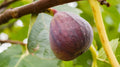 Olympian Fig Seeds - 100+ Pack for Garden Planting - Ficus carica - USA Grown