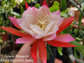 Orchid Cactus Plant - 4 Inch Pot - Epiphyllum Camila Obayashi - Well Rooted Epiphyllum