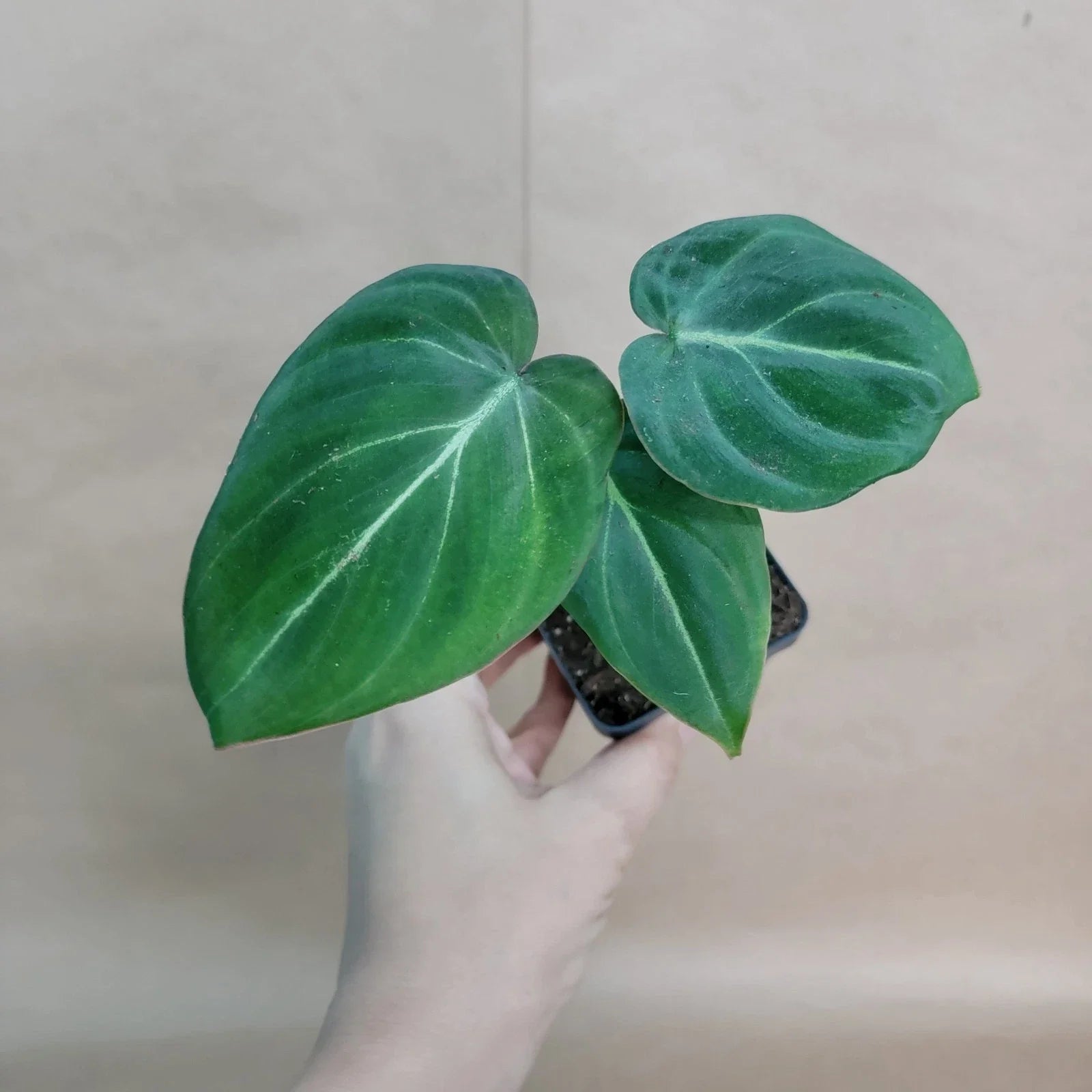 Philodendron Gloriosum Plant - 4” Velvet Aroid - Healthy Rooted Live Plant - Rare Houseplant