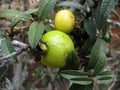 Guava Seeds - 50 Psidium Guajava Nana - Tropical Fruit Planting Seeds - USA