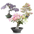 Flowering Bonsai Tree Seed Bundle #2 - All Flowering Varieties, Vibrant Colors, Various Species