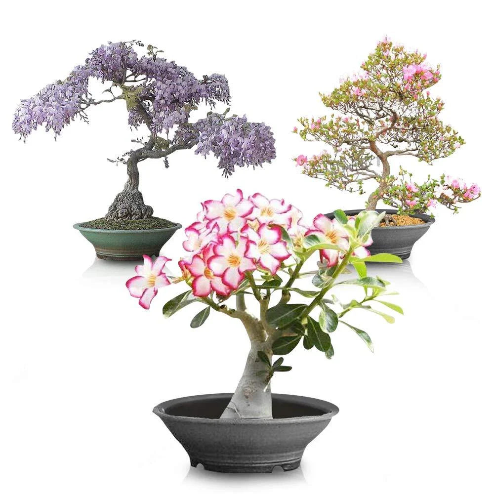 Flowering Bonsai Tree Seed Bundle #2 - All Flowering Varieties, Vibrant Colors, Various Species