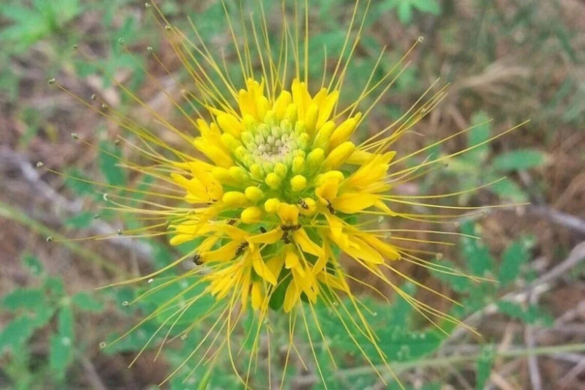 Golden Bee Spider Seeds - 100 Pack - Clome Spinosa Perennial - US Seller
