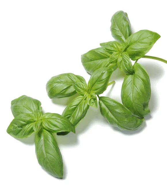 Organic Basil Seeds 500 Seeds Super Sweet Chen Ocimum basilicum Non-GMO Garden Herb