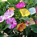 Four O’Clock Seeds - Bi-Color Annual Heirloom for Hummingbirds - Non-GMO - 25 Seeds - Mirabilis jalapa