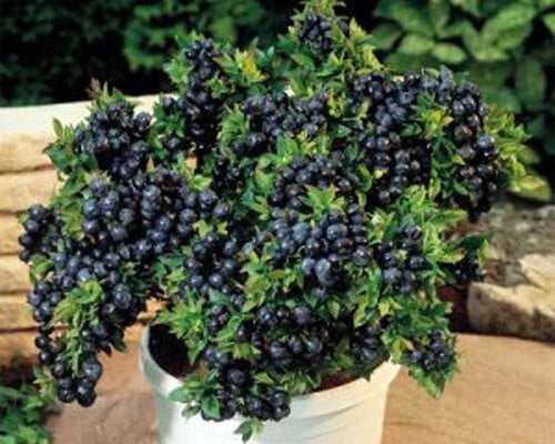 Top Hat Dwarf Blueberry Plant 3" Pot Fruitful Vaccinium corymbosum