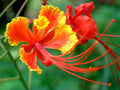 Red Bird of Paradise Flower Seeds - 10 Seeds - Caesalpinia pulcherrima - Tropical Garden Planting