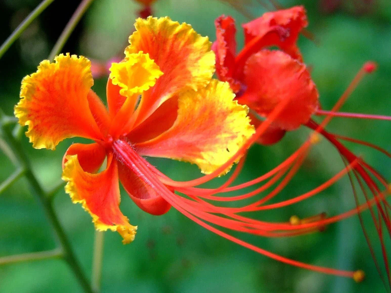 Red Bird of Paradise Flower Seeds - 10 Seeds - Caesalpinia pulcherrima - Tropical Garden Planting