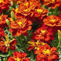 French Marigold Seeds - Red Cherry Variety - Non-GMO - 200 Count - Beneficial for Vegetable Gardens - Tagetes patula