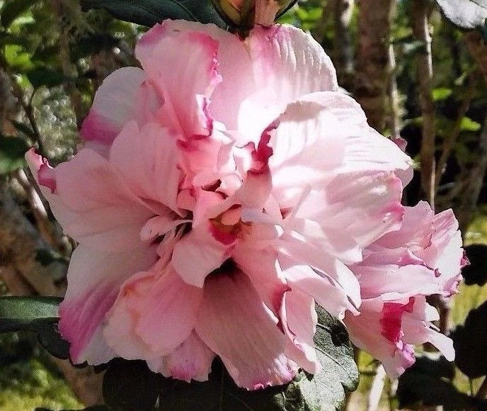 Live Plant Double Rose of Sharon Starter 1/2 to 1' Pink Flowering Hibiscus Althea (Hibiscus syriacus)