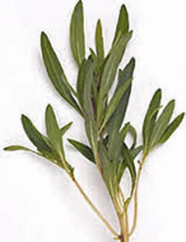 Savory Summer Herb Seeds - 500+ Non-GMO Heirloom Seeds for Gardening - Flavorful Spice Plant (Satureja hortensis)