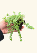 Pilea Tiny Tears Rooted Starter Plants - Low Maintenance Houseplant - Perfect for Indoor Decor - Pilea Peperomioides