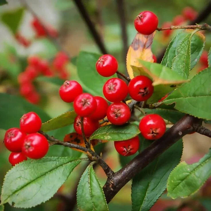 Red Chokeberry Tree 4' in Pot - Aronia melanocarpa & Aronia arbutifolia - Deciduous Shrub with White Flowers, Fall Foliage