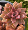 Graptosedum Alpenglow Bronze Succulent - 2-Inch Healthy Live Plant for Home Decor or Gift
