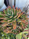 Plant Bundle - Assorted Indoor Plants - Low Light Variety - Includes Spider Plant, Pothos, and Snake Plant - Chlorophytum comosum, Epipremnum aureum, Sansevieria trifasciata