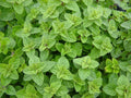 Greek Oregano Herb, Non-GMO, Winter Marjoram, Various Sizes, Free Shipping, Origanum vulgare