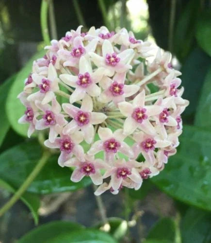 Hoya Plant in 2.5" Pot - Hoya hanhiae - Rooted Houseplant for Indoor Decor
