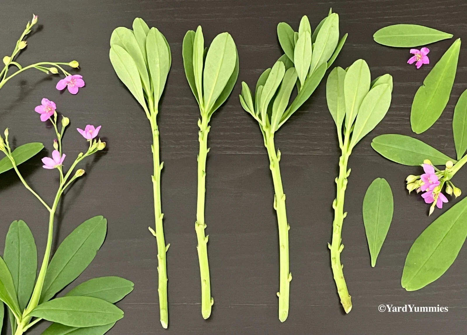 Surinam Spinach Cuttings - Unrooted Waterleaf, Ceylon, Philippine, Florida Efo Gbure - Edible Green (Basella rubra)