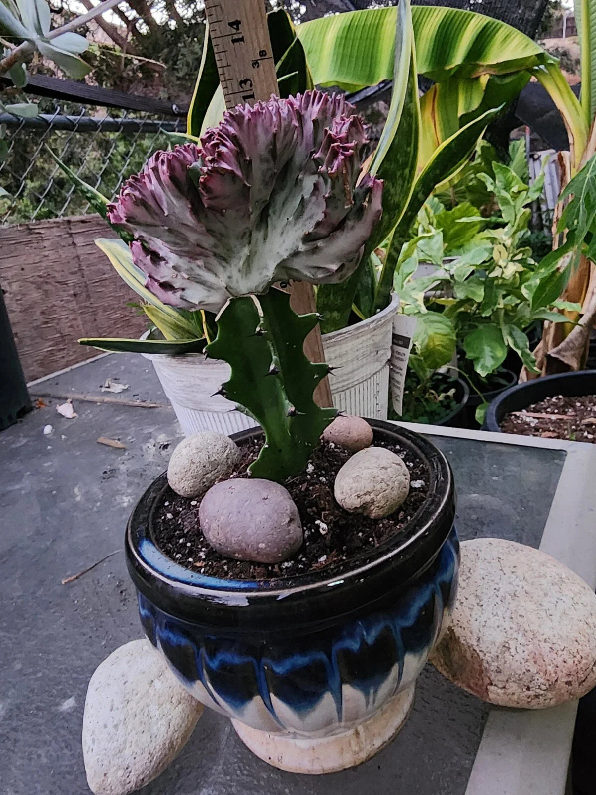 Crested Lactea Variegated Live Plant - Well Rooted - Actual Live Plants - Free Plants Included - Unique Houseplant