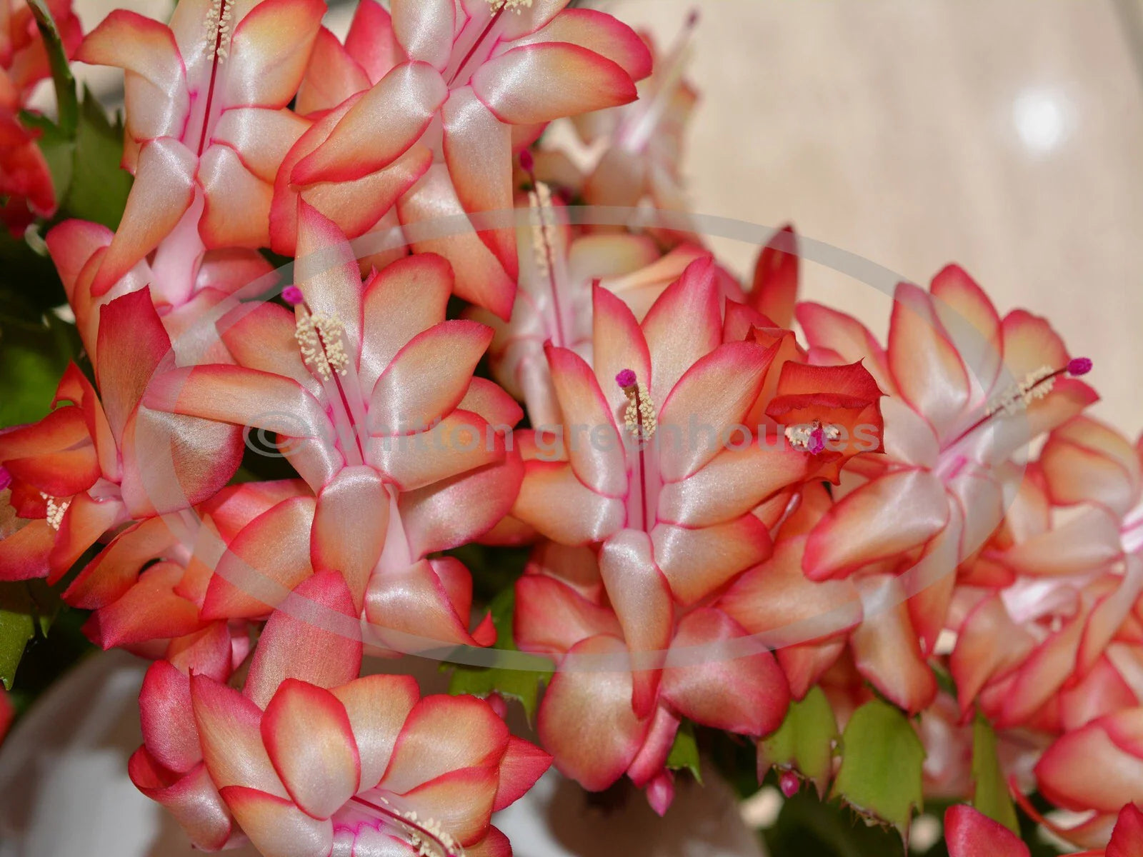 Thanksgiving/Christmas Cactus Cuttings - Schlumbergera "Samba Brazil" - Rootless Plant Propagation