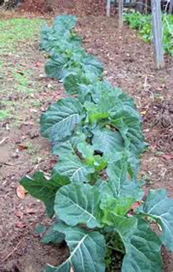 Collard Green Seeds, 500 Heirloom Non-GMO Champion Variety, Brassica oleracea