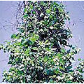 Hops Seeds 20+ Non-GMO | Vegetable Herb Flower Seeds for Planting | Humulus lupulus