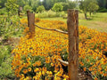 Black Eyed Susan Flower Seeds - 2000+ Perennial Native Wildflower, Drought & Heat Tolerant, Rudbeckia hirta