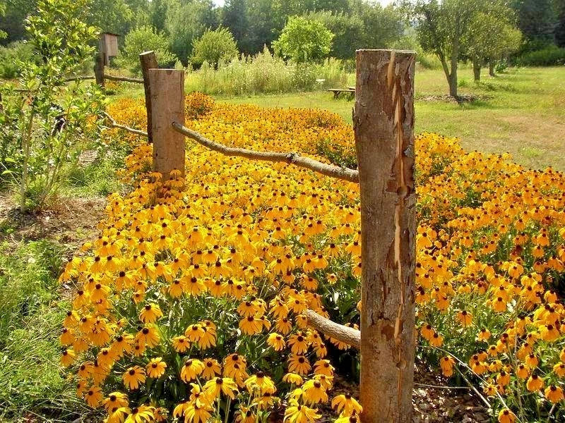 Black Eyed Susan Flower Seeds - 2000+ Perennial Native Wildflower, Drought & Heat Tolerant, Rudbeckia hirta
