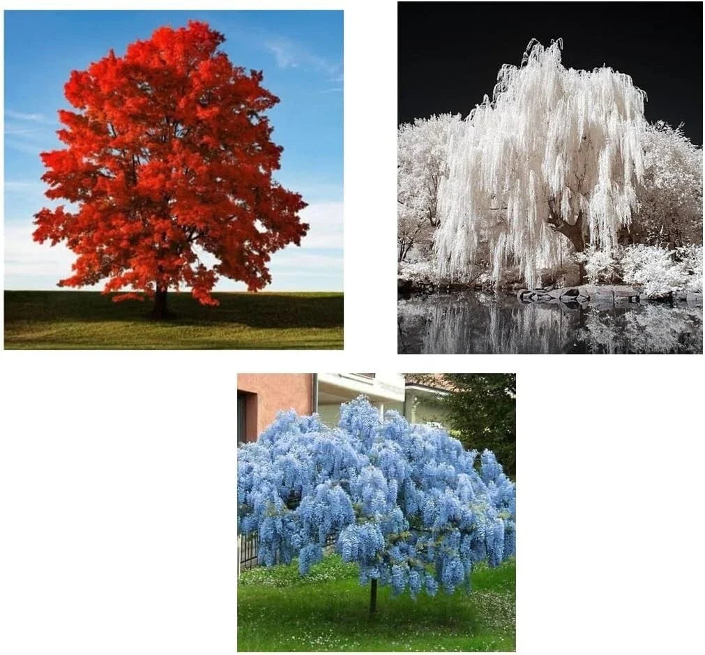 Patriotic Tree Seedlings Packet - Red Maple, White Willow, Blue Wisteria - Acer rubrum, Salix alba, Wisteria floribunda
