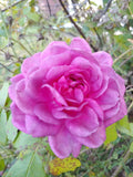 Rose Cuttings 4"-6" Lavender Crush | Fragrant Edible Jelly & Drink | Rosa spp.
