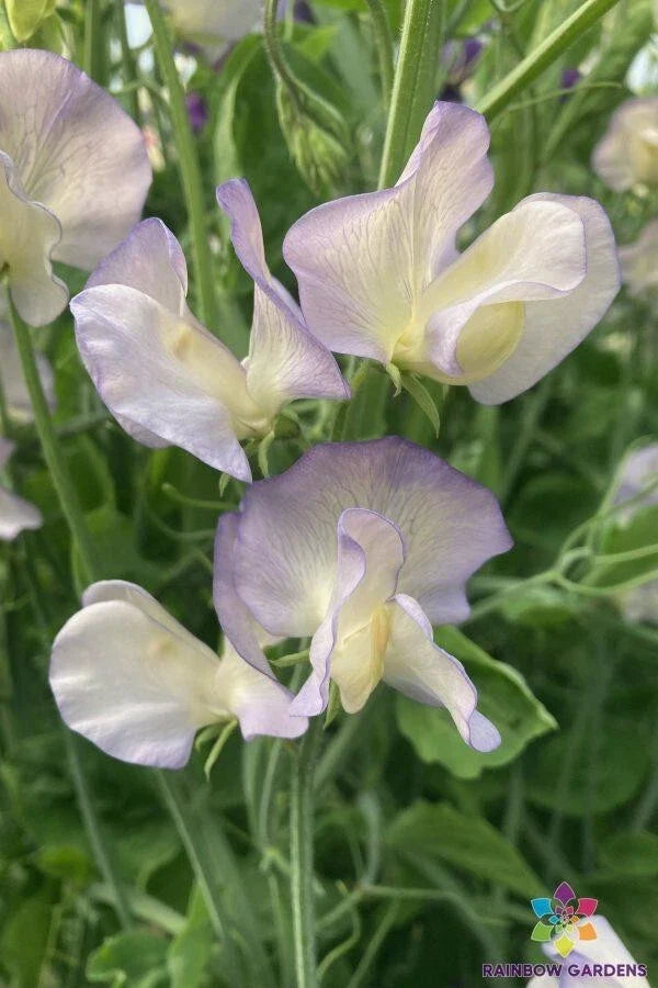 Dragonfly Sweet Pea Seeds - 50 Pack for Garden Planting - Lathyrus odoratus - Free Shipping USA