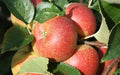 Orleans Reinette Apple Seeds - 25+ Heirloom Seeds for Garden Planting - Malus domestica - USA