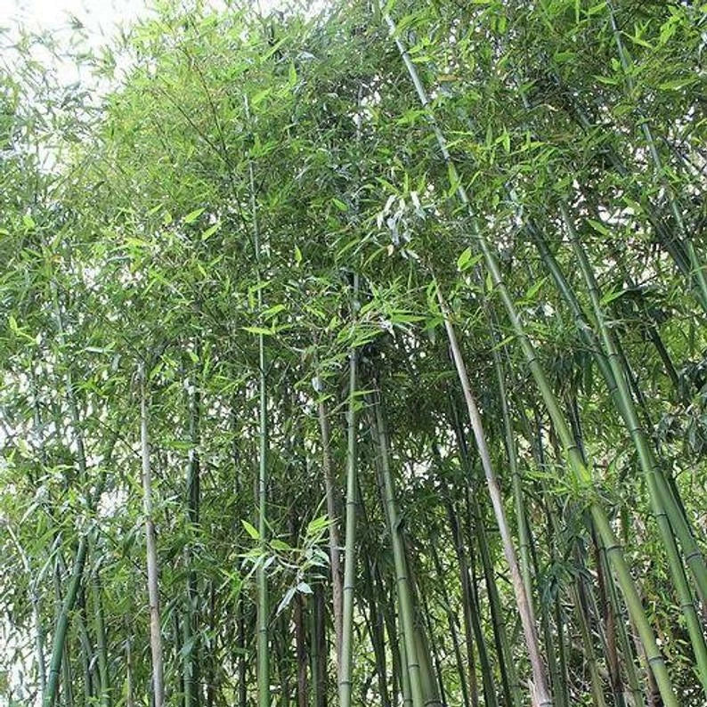 Giant Japanese Timber Bamboo 50 Seeds - Privacy Climbing Garden Seed - Phyllostachys bambusoides