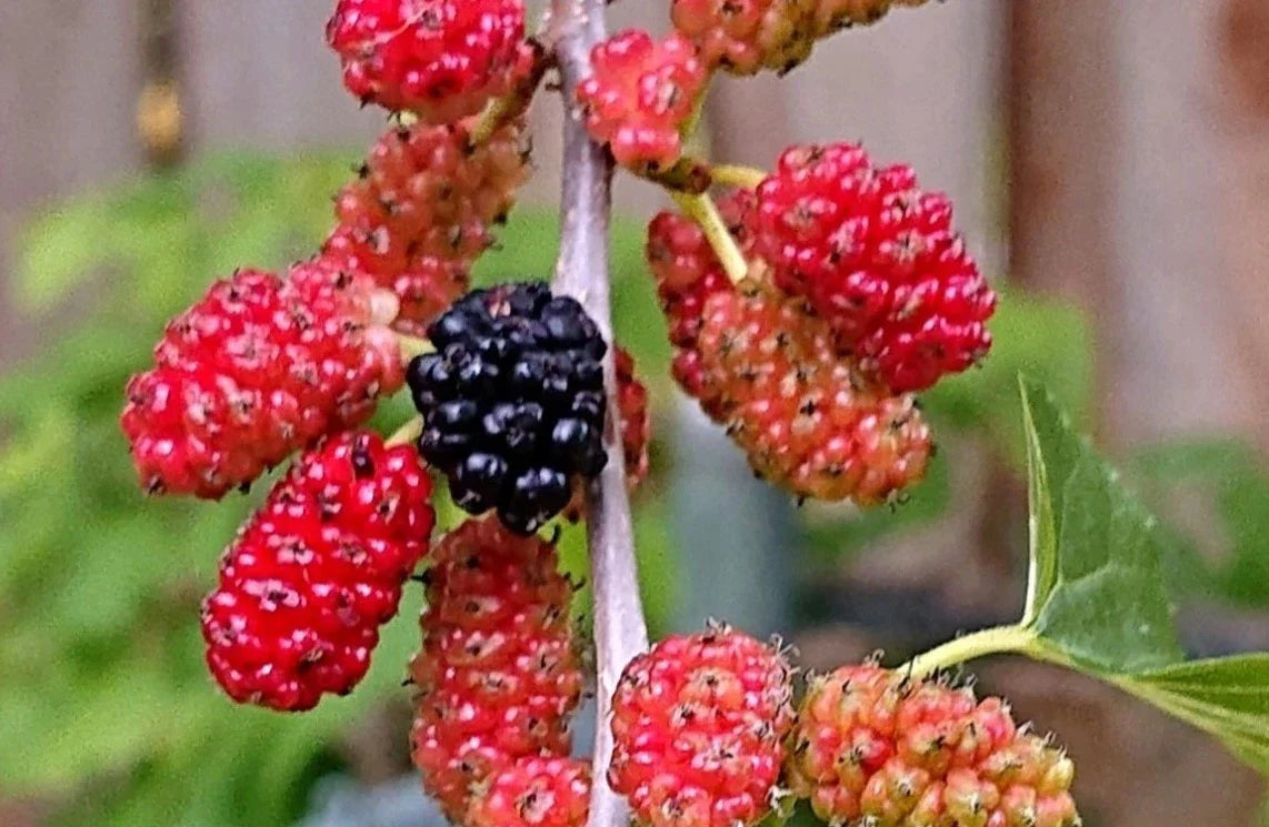 Red Mulberry Live Plant - 16-24" Tall - Well Rooted Bare Root - Morus rubra - Sweet Fruiting Variety