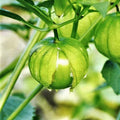 Tomatillo Seeds | Toma Verde | Green Mexican Husk Tomato | Ground Cherry Seed | 2025