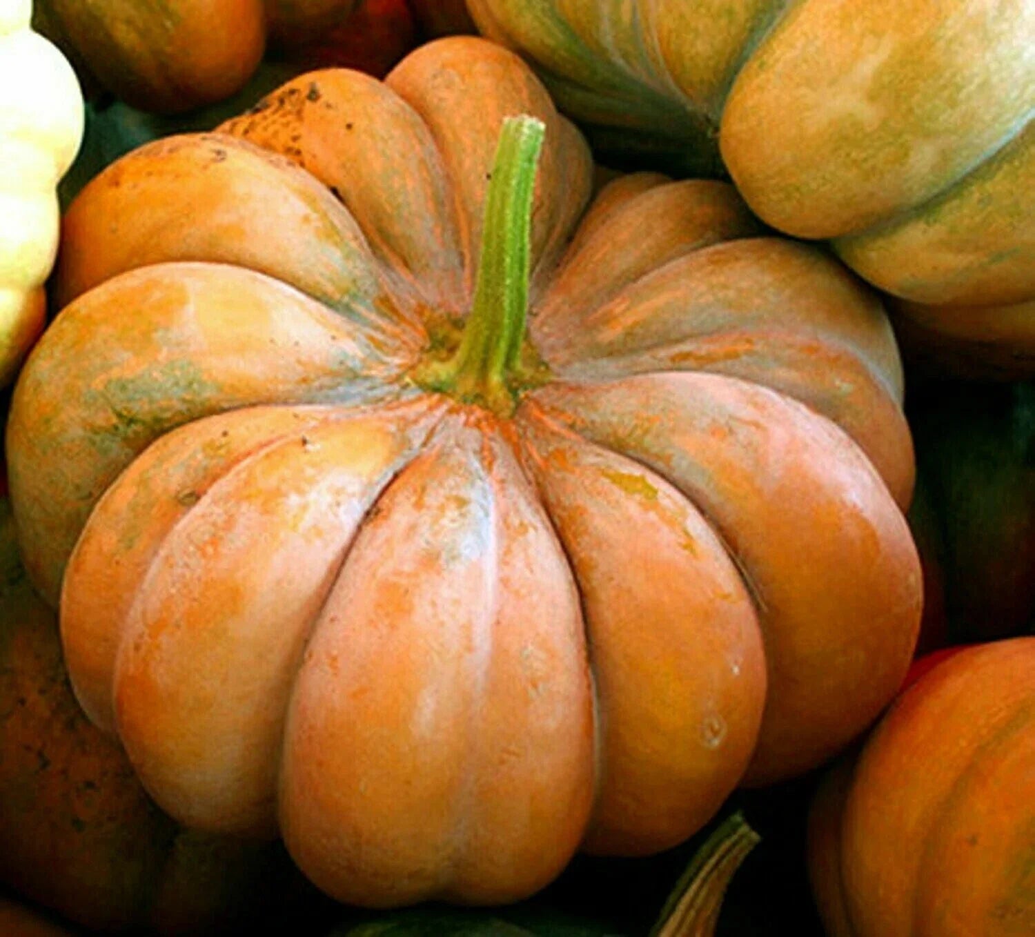 Musquee De Provence Pumpkin Seeds - Fresh Organic Heirloom Variety - Cucurbita moschata